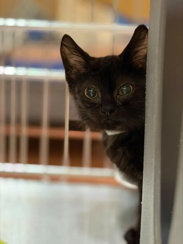 A baby small-sized female Domestic Short Hair cat named Seafoam for adoption in Vancouver, WA