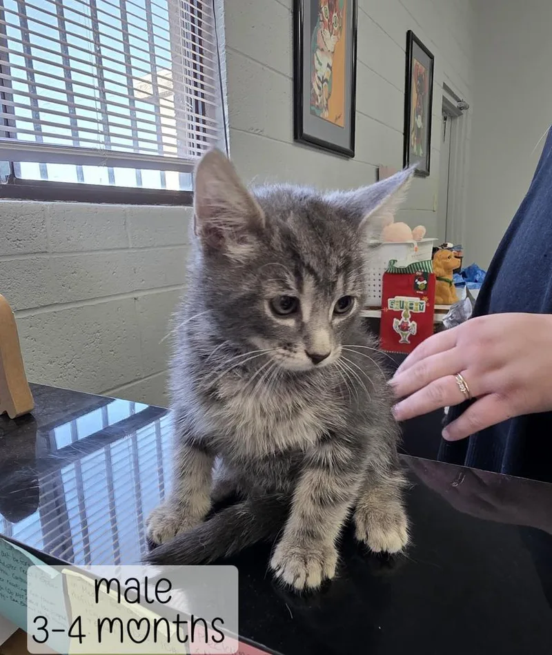 A baby medium-sized male Domestic Medium Hair cat named Dusty for adoption in Holbrook, AZ