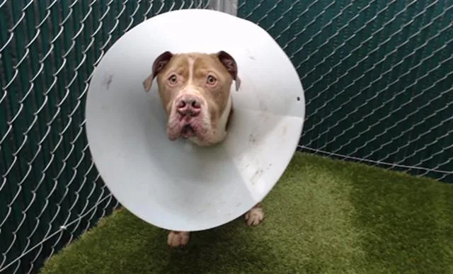 An adult large-sized male Pit Bull Terrier dog named Robotron for adoption in Downey, CA