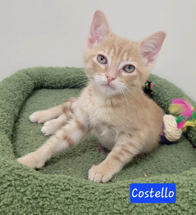 A baby medium-sized male Orange / Red Domestic Short Hair cat named Costello for adoption in LaPlace, LA