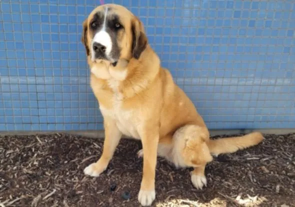 An adult extra large-sized female Mixed Breed dog named Kuromi for adoption in Los Angeles, CA