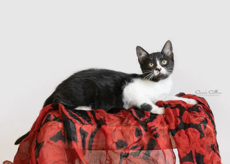 A young medium-sized female Black & White / Tuxedo Domestic Short Hair cat named Dali for adoption in Homewood, AL
