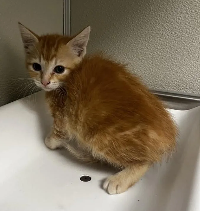A baby small-sized female Domestic Short Hair cat named Rosa for adoption in Tracy, CA
