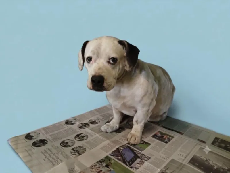 An adult medium-sized male Pit Bull Terrier dog named Hank for adoption in Los Angeles, CA