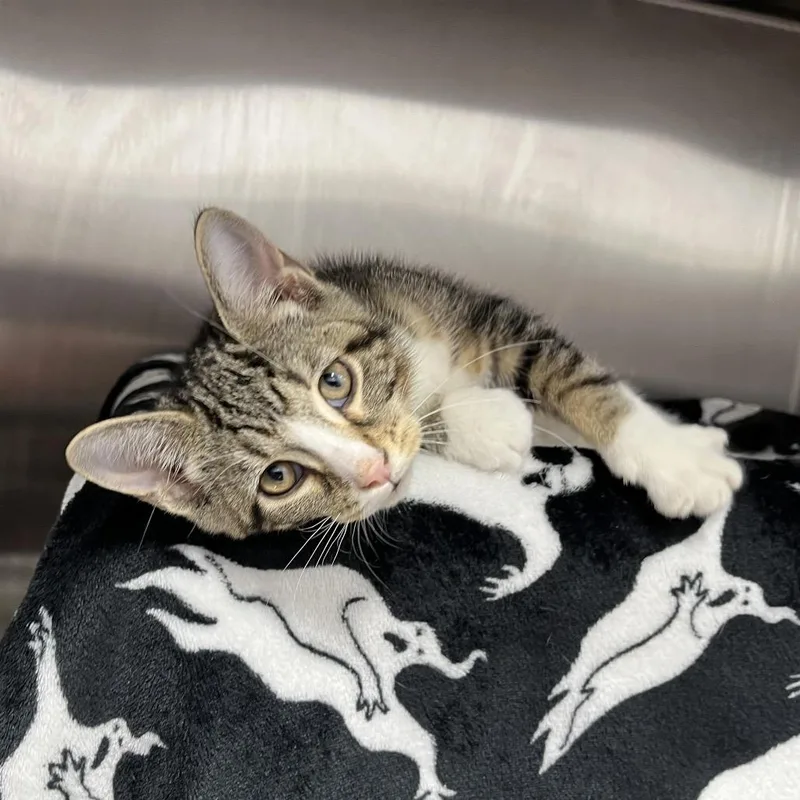 A baby small-sized female Brown / Chocolate Domestic Short Hair cat named Lola Rabbit for adoption in Fort Wayne, IN