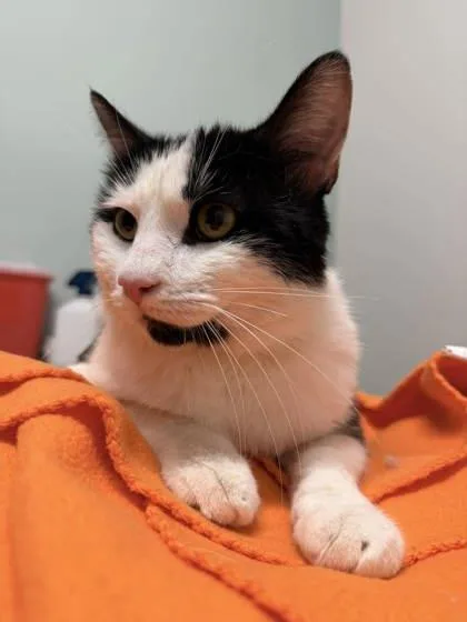 Peppersito thumbnail 2