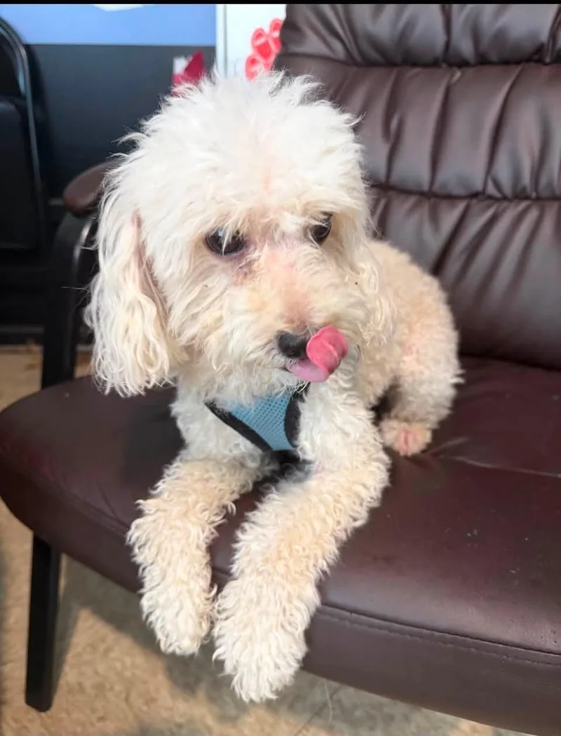 An adult small-sized male White / Cream Poodle dog named Benzy for adoption in Ozone Park, NY