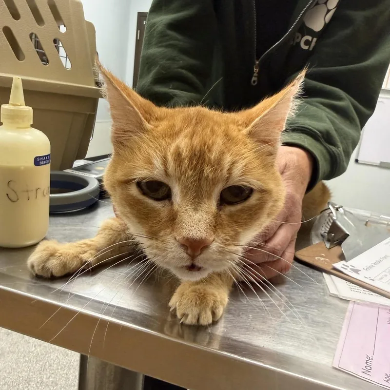 A senior medium-sized male Orange / Red Domestic Short Hair cat named Owen for adoption in Durango, CO