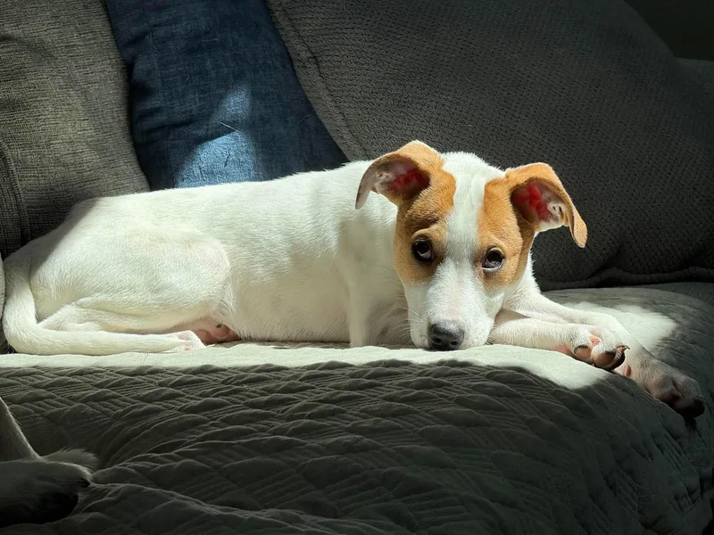 A young medium-sized female White / Cream Mixed Breed dog named Jellybean for adoption in Hilton, NY