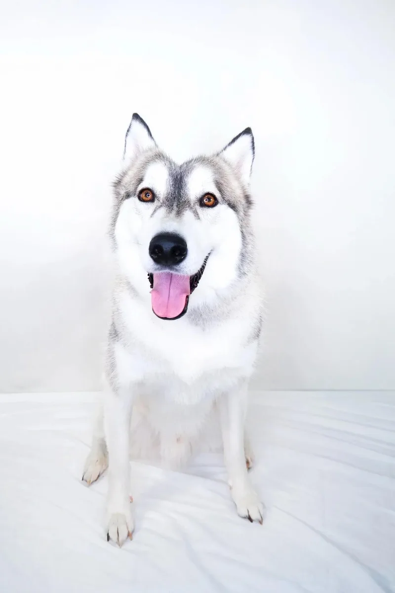 An adult large-sized male White / Cream Husky dog named Frost for adoption in Bixby, OK