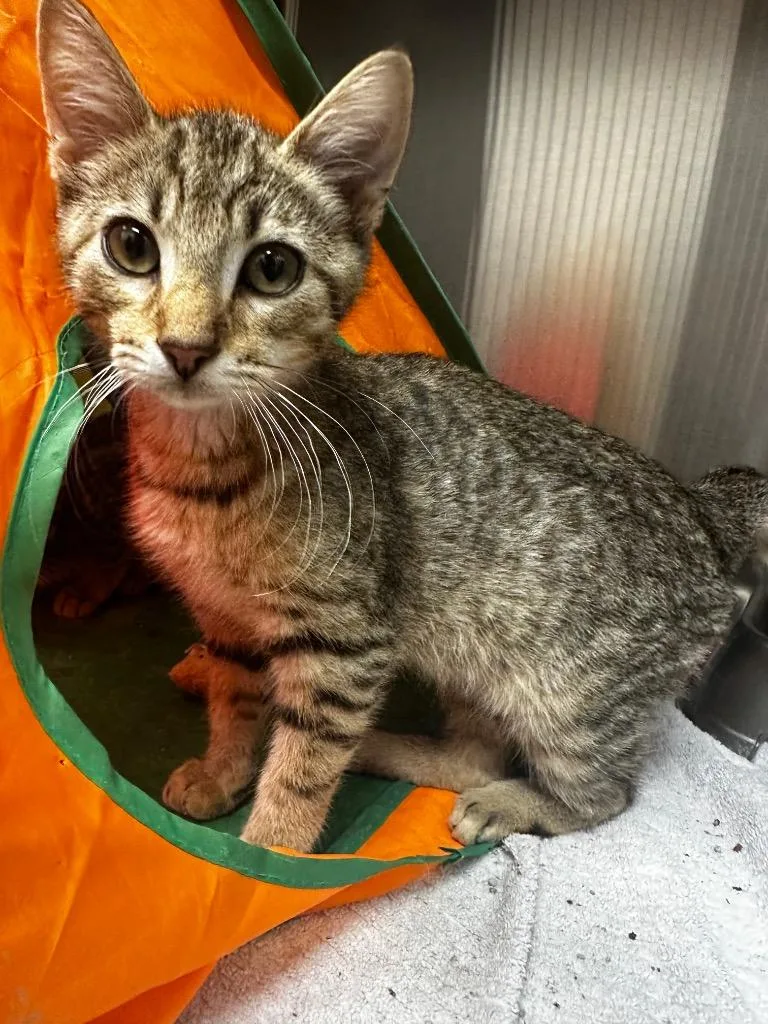 A baby medium-sized female Domestic Short Hair cat named Raya for adoption in Jonesboro, AR