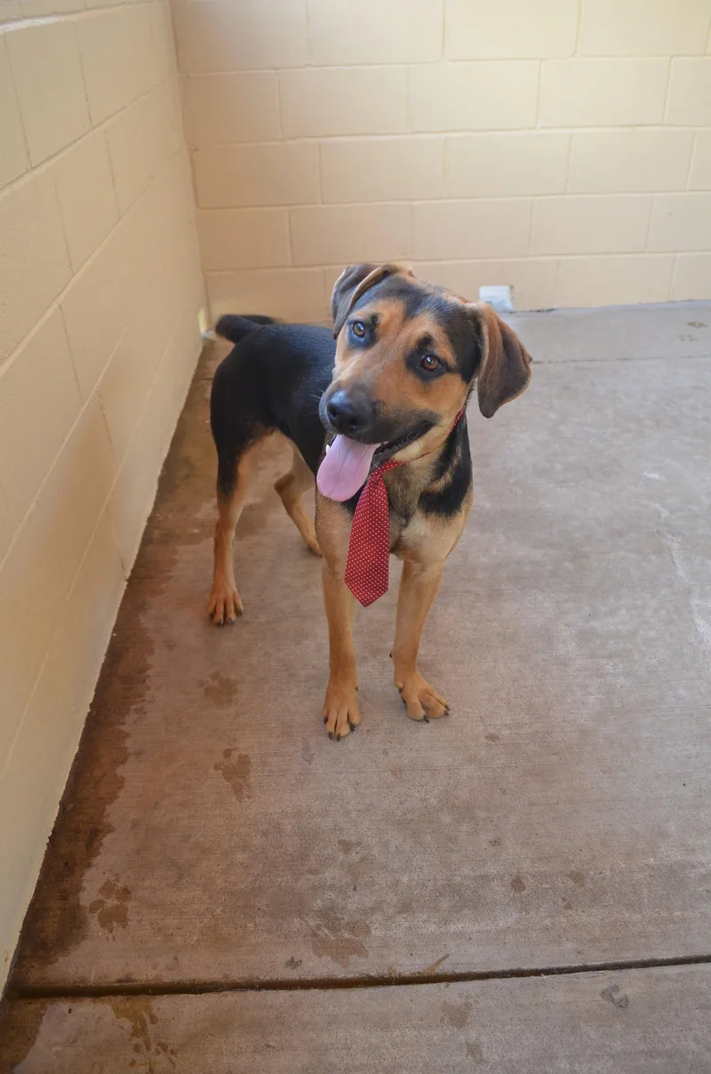 A baby large-sized male Shepherd dog named Surf for adoption in McKinney, TX