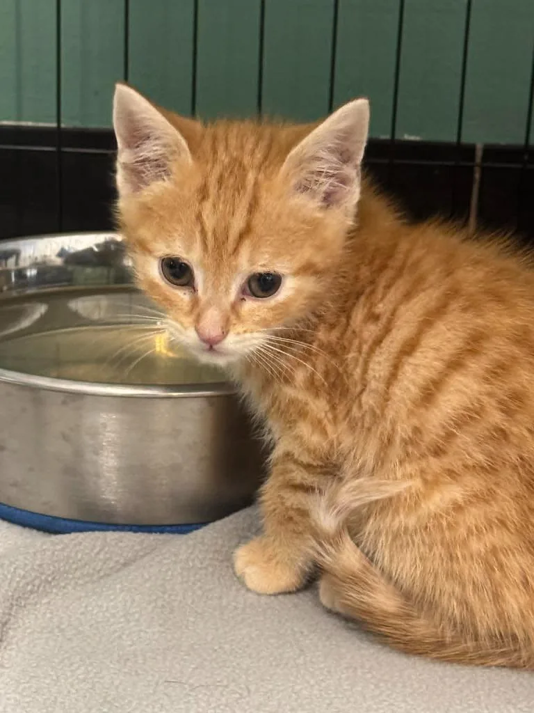 A baby medium-sized male Domestic Short Hair cat named Finch for adoption in Marion, OH