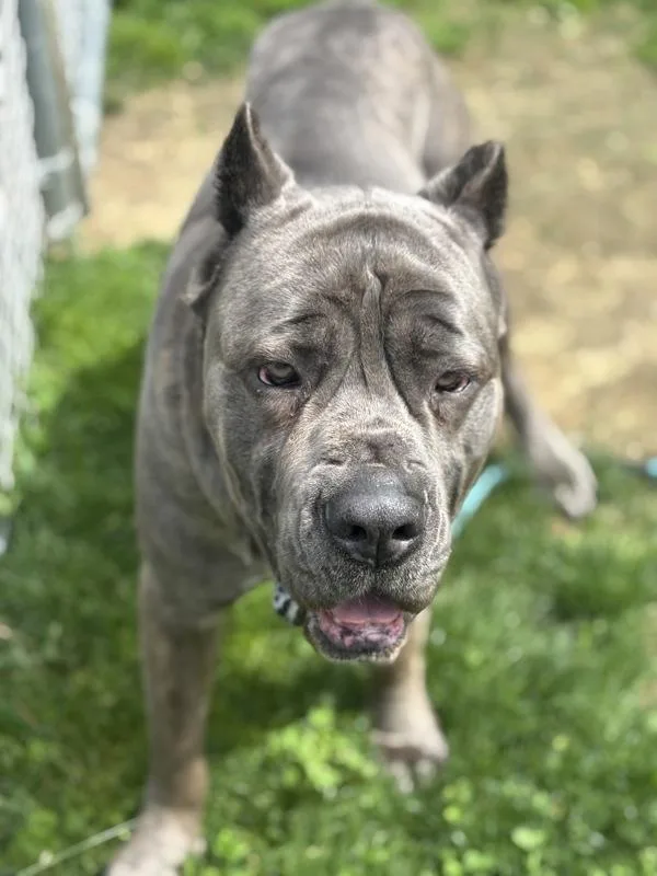 An adult large-sized male Cane Corso dog named Kifaru for adoption in Stratham, NH