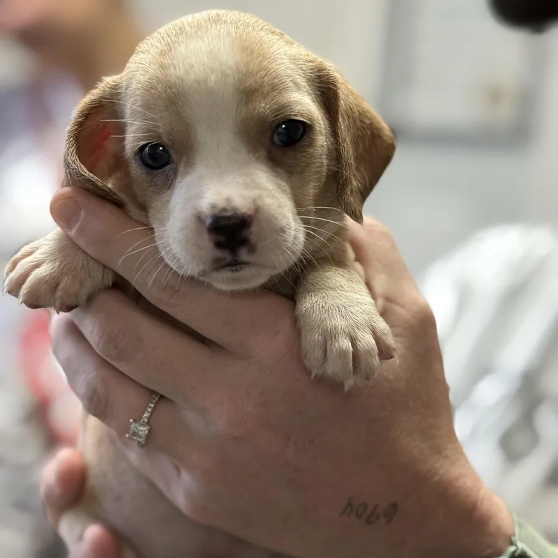 A baby medium-sized female Mixed Breed dog named Sprinkle for adoption in Columbia, SC
