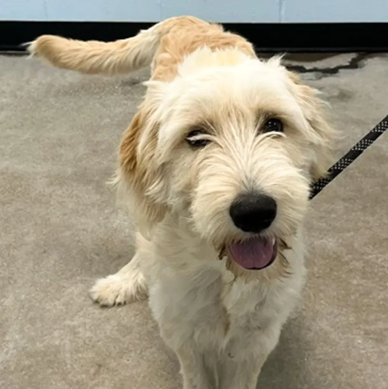 A young medium-sized male Apricot / Beige Goldendoodle dog named Pinto for adoption in Albany, NY