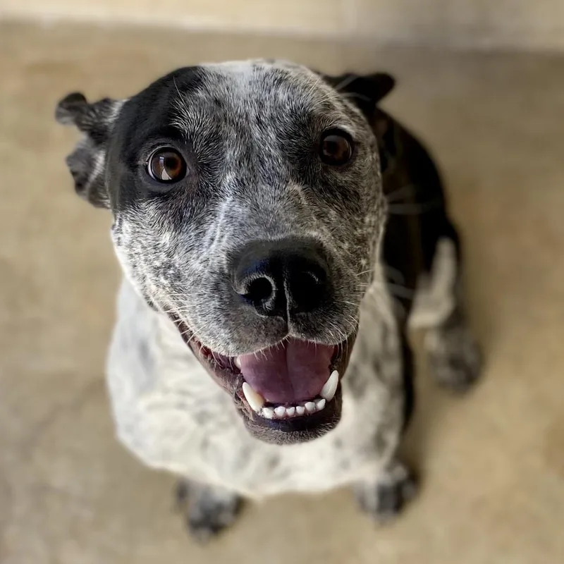 An adult medium-sized female Black Australian Cattle Dog / Blue Heeler dog named Bailey for adoption in Kyle, TX