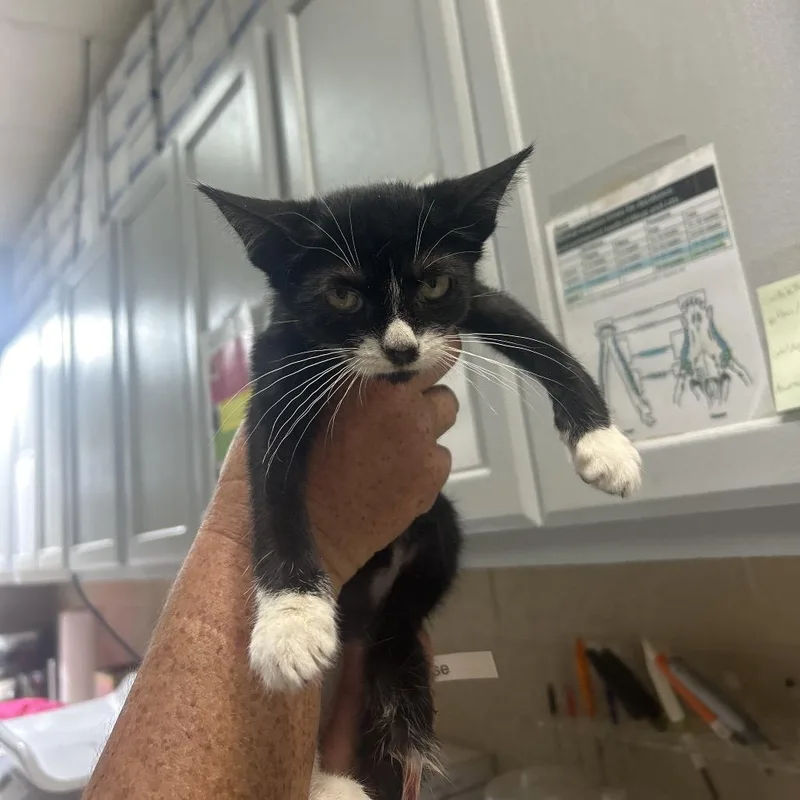 A baby small-sized male Black Domestic Short Hair cat named Wild Mouse for adoption in Lewisburg, WV