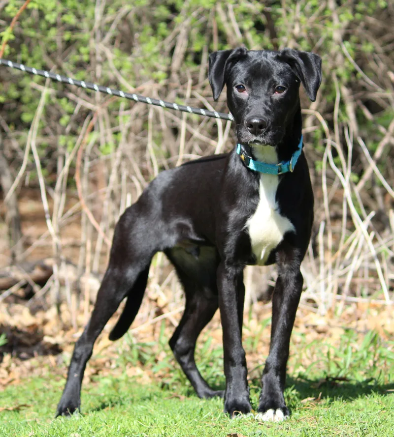 A baby medium-sized male Black Mixed Breed dog named Carlos for adoption in Portage, WI