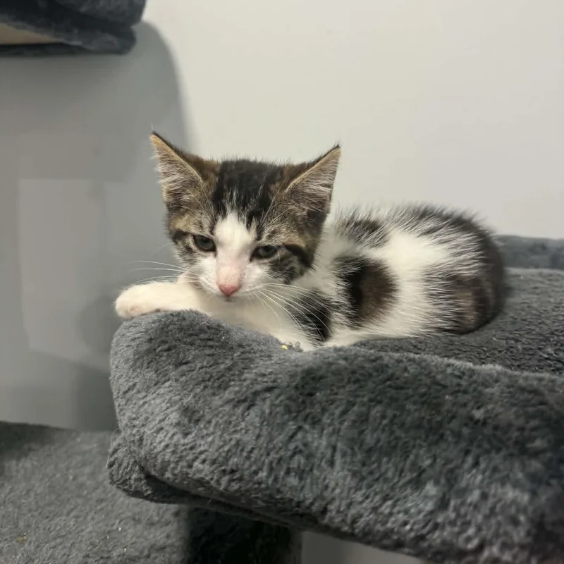 A baby small-sized female American Shorthair cat named Dolly for adoption in Danbury, CT