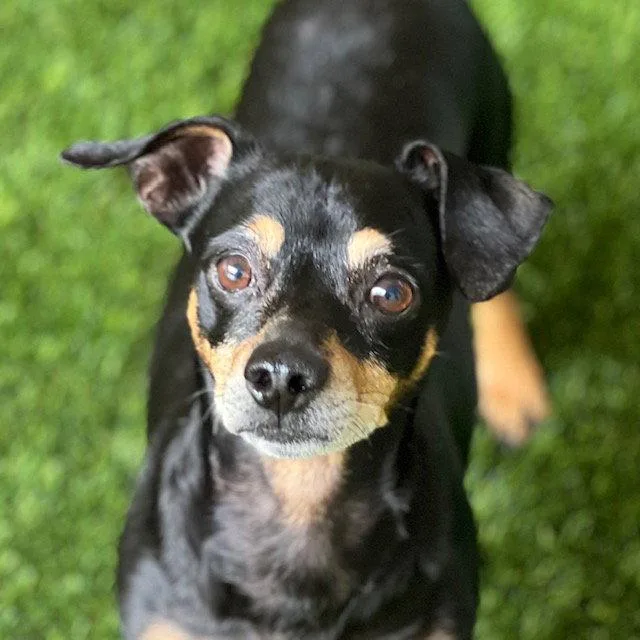 A senior small-sized male Miniature Pinscher dog named Bjorn for adoption in Burlingame, CA