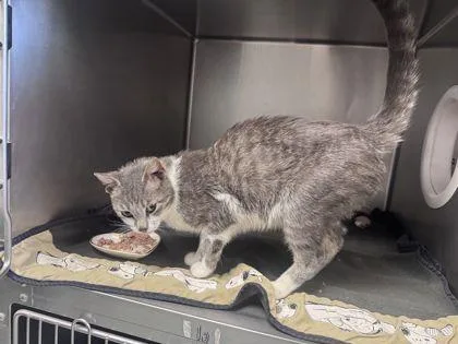 An adult small-sized male Domestic Short Hair cat named Rowan for adoption in Shawano, WI