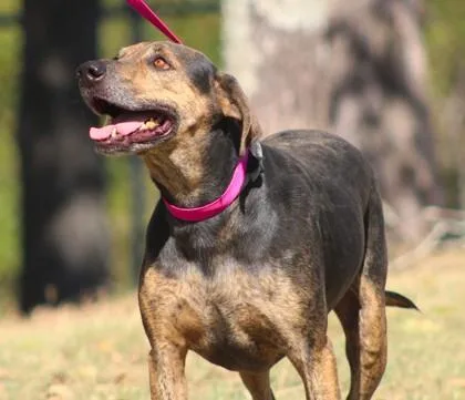 A senior medium-sized male Coonhound dog named Jeb for adoption in Conway, AR