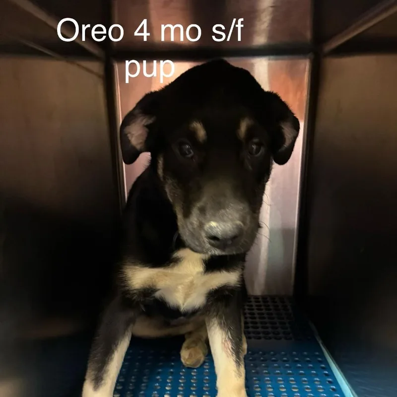 A young small-sized female Black Husky dog named Stormi for adoption in Morganfield, KY