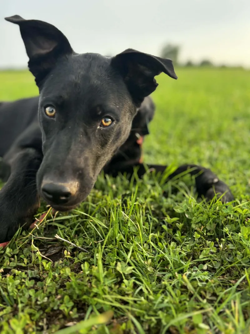 A young medium-sized male Mixed Breed dog named Benson for adoption in Okemah, OK