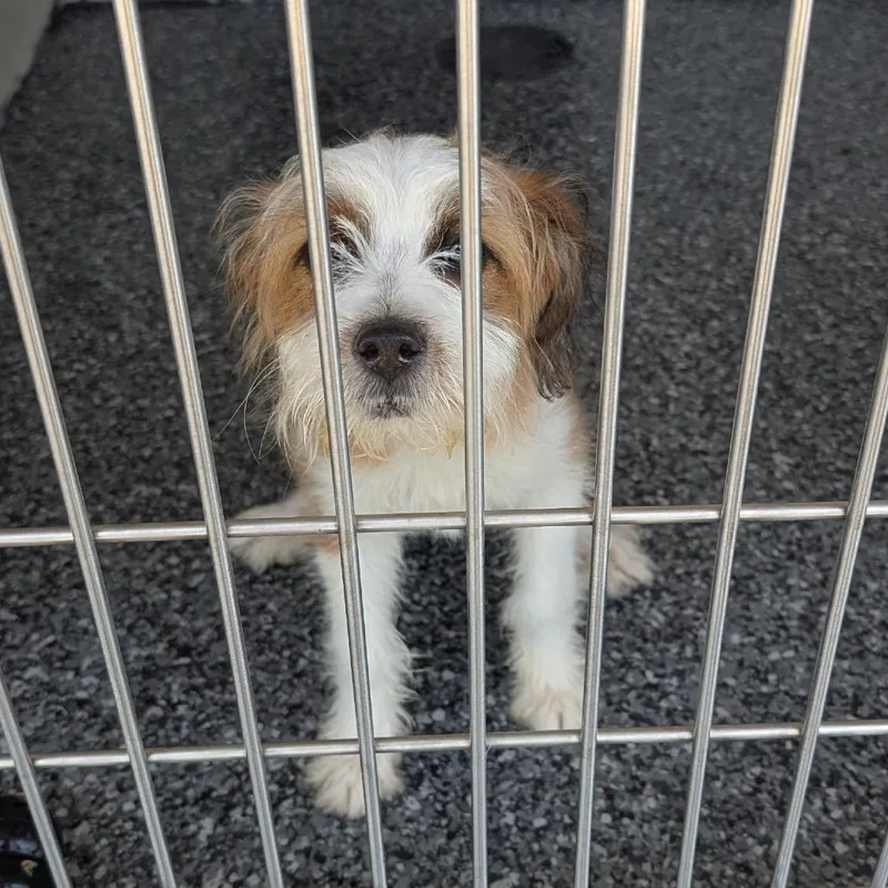 A baby small-sized female White / Cream Maltese dog named Pippa for adoption in Buchanan Dam, TX