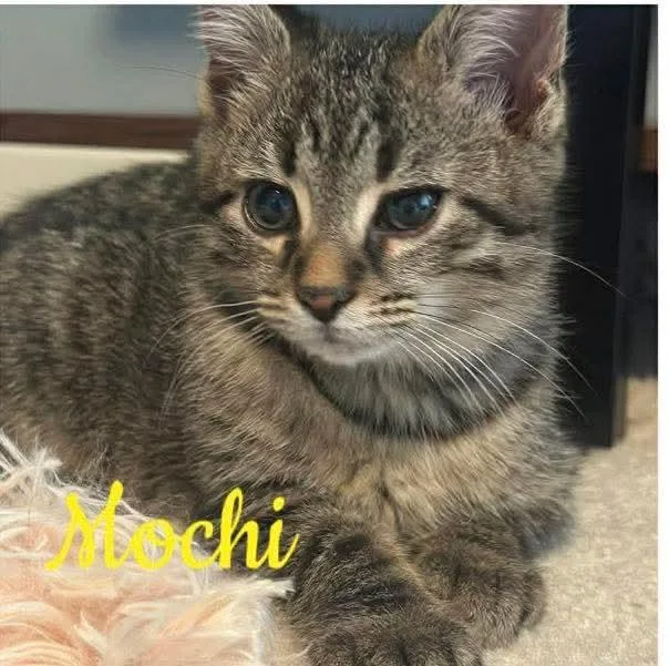 Mochi thumbnail 4