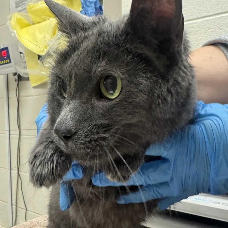 A senior medium-sized male Gray / Blue / Silver Domestic Medium Hair cat named Gary for adoption in Murray, UT