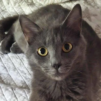 An adult small-sized female Gray / Blue / Silver Domestic Short Hair cat named Merlot for adoption in Atlanta, GA