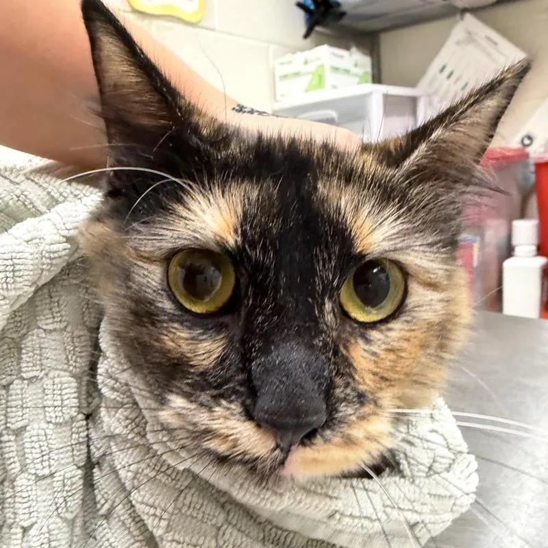 A young medium-sized female Tortoiseshell Domestic Short Hair cat named Mazikeen for adoption in Murray, UT