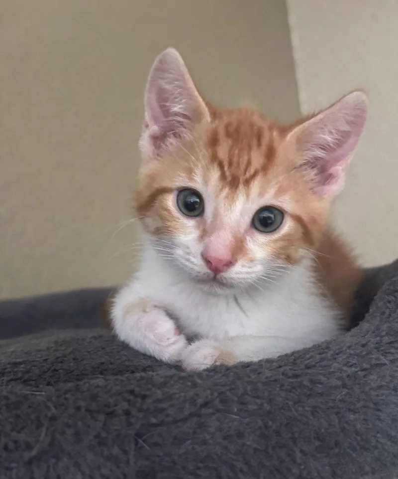 A baby medium-sized male Tabby cat named Ralphie for adoption in Sanford, FL