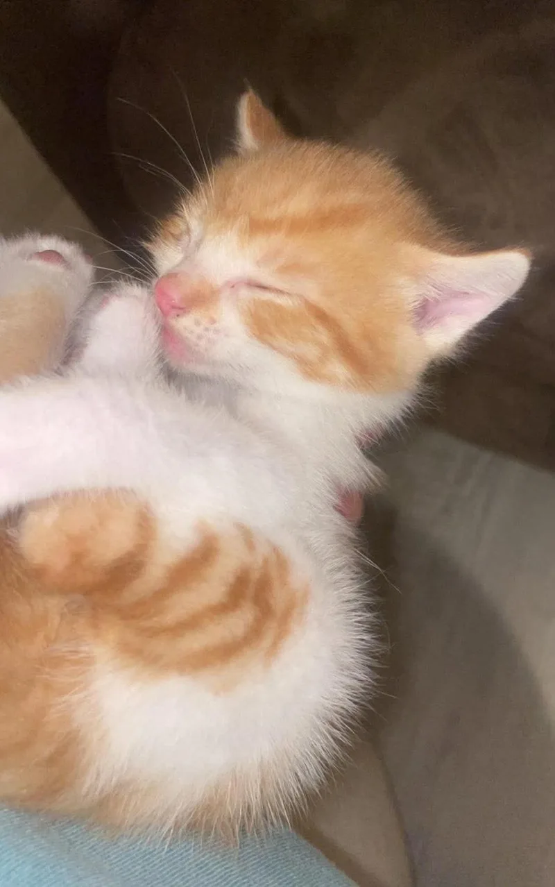 Ralphie thumbnail 3