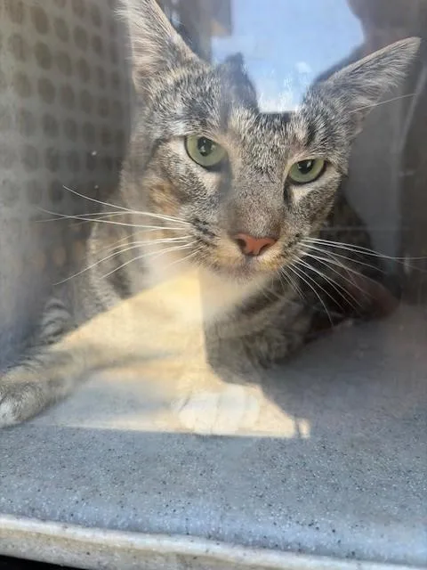An adult medium-sized male Domestic Short Hair cat named Chestnut for adoption in Rancho Cucamonga, CA