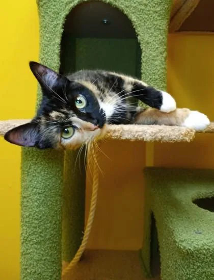 An adult medium-sized female Black Domestic Short Hair cat named Priscilla for adoption in Waupaca, WI