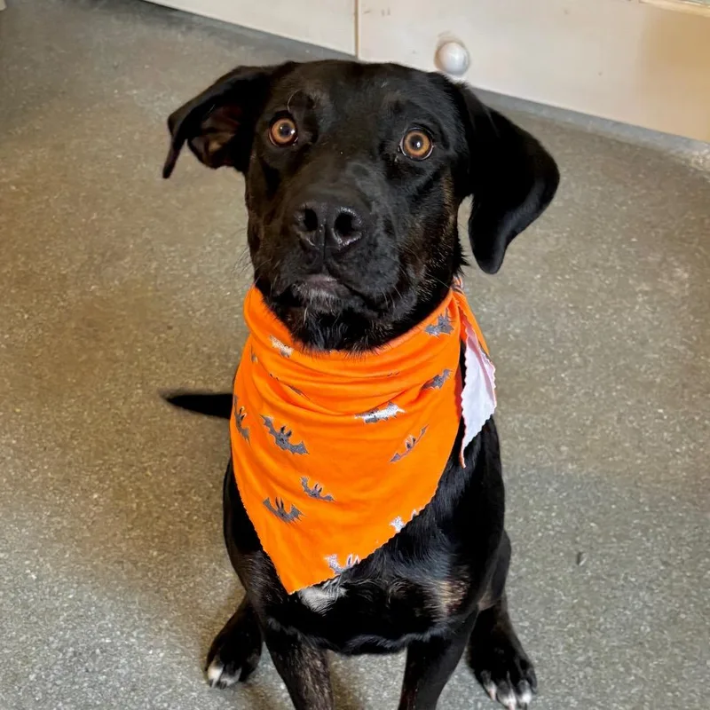 An adult medium-sized male Labrador Retriever dog named Banjo for adoption in Metamora, MI