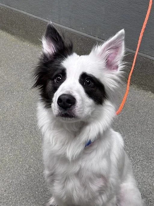 An adult medium-sized male Australian Shepherd dog named Robert Paulson for adoption in Las Vegas, NV