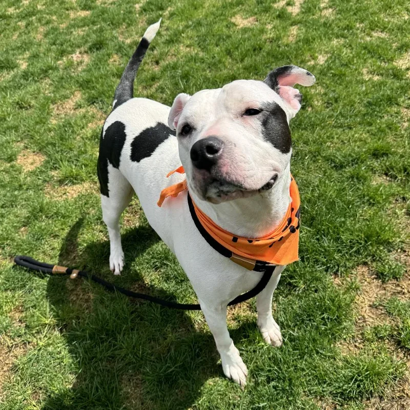 An adult large-sized female White / Cream Pit Bull Terrier dog named Lettie for adoption in Fort Wayne, IN