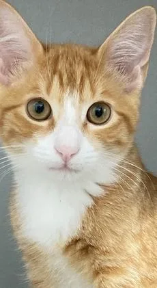 A baby small-sized male Orange & White Domestic Short Hair cat named Islington for adoption in Anoka, MN