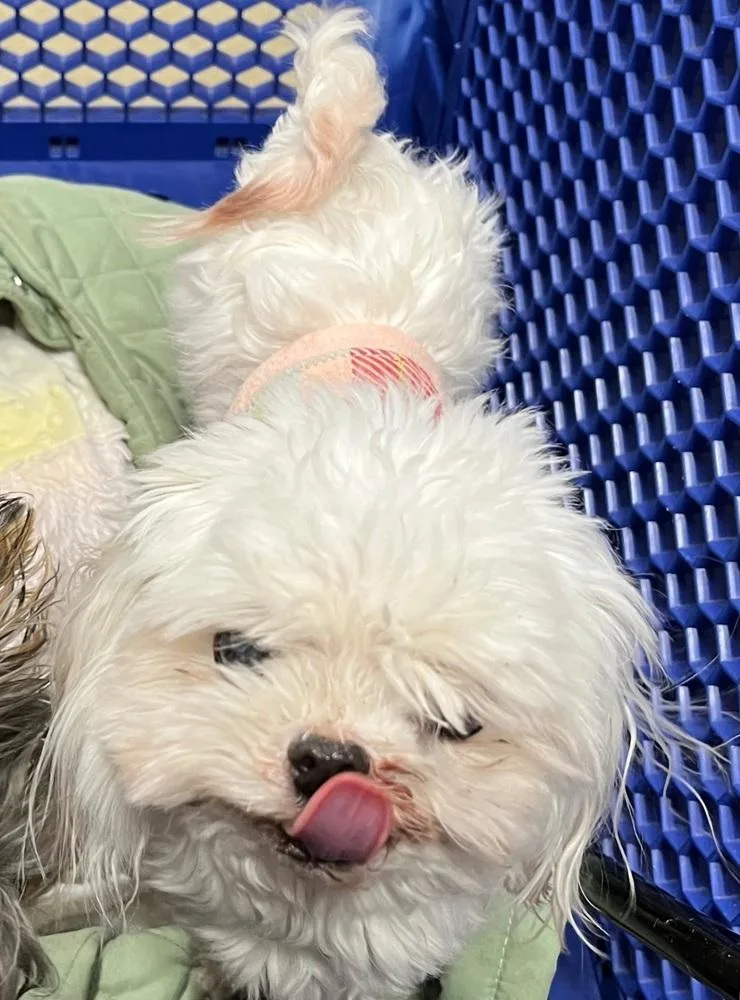 An adult small-sized female White / Cream Maltese dog named Gianni for adoption in Warrenton, MO