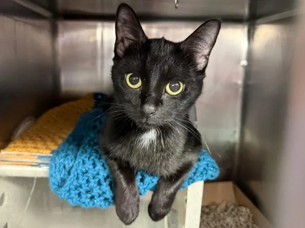 An adult medium-sized female Domestic Short Hair cat named Othello for adoption in New York, NY