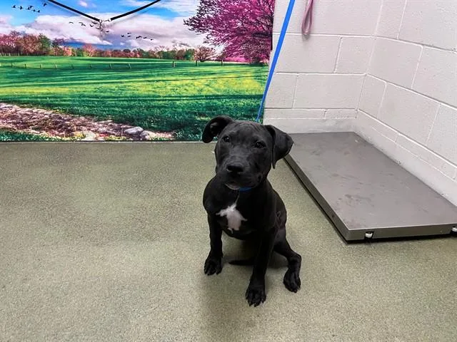 A baby medium-sized female Black Pit Bull Terrier dog named SAVE ME PLEASE Ms. for adoption in San Marcos, CA