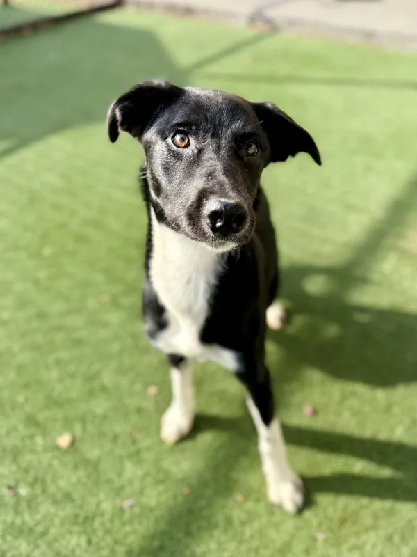A young medium-sized female Border Collie dog named Naomi for adoption in Topeka, KS