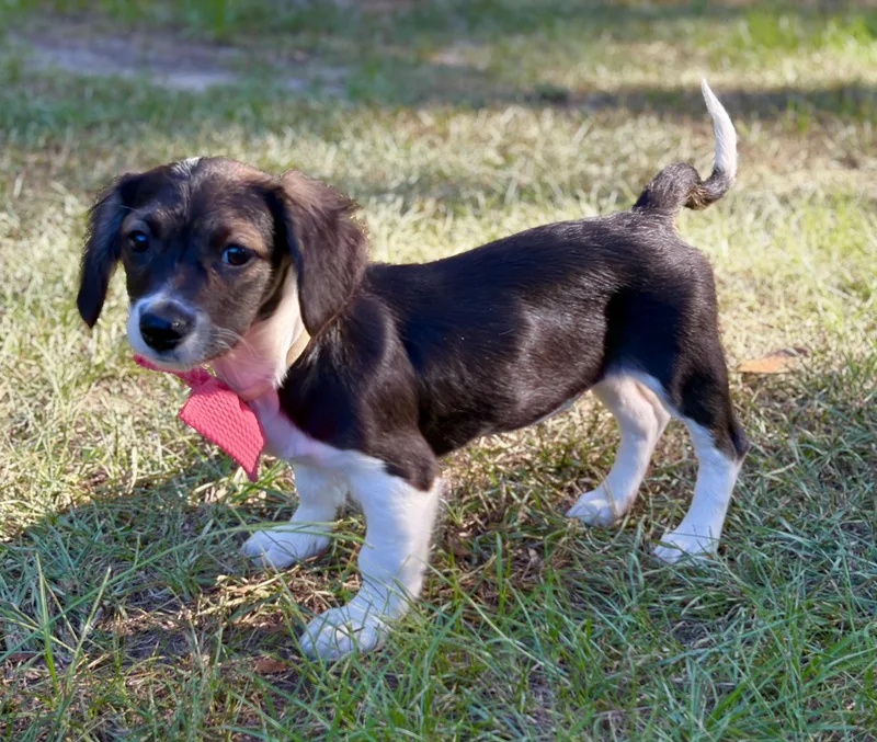 A baby medium-sized female Dachshund dog named Violet for adoption in Lucedale, MS