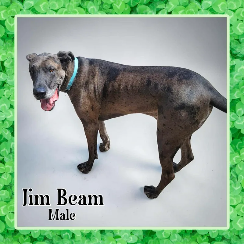 Jim Beam