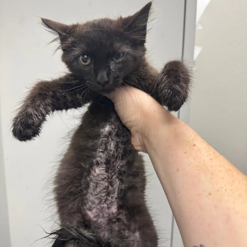 A baby small-sized male Black Domestic Short Hair cat named William The st for adoption in Columbiana, AL