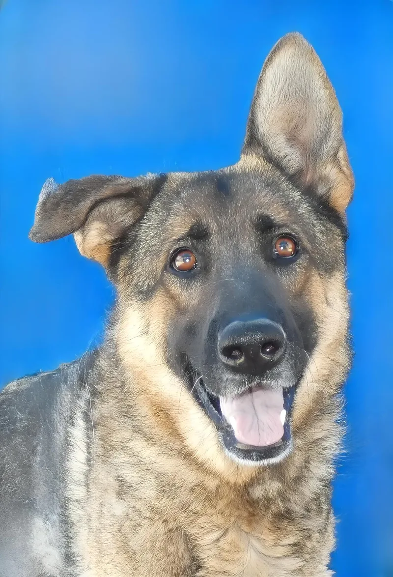 An adult medium-sized female German Shepherd Dog dog named Sam for adoption in Pasadena, CA